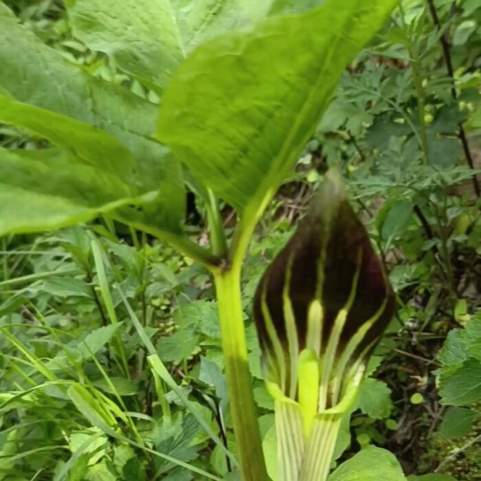 东北天南星时令草本花卉种子