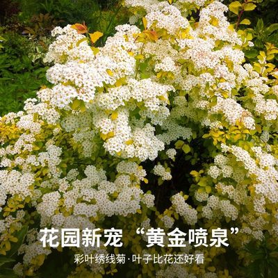 黄金喷泉菱叶绣线菊苗花园庭院