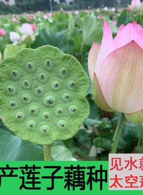 太空36号种高产荷花莲蓬根苗园林