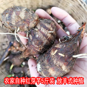 5斤装江西新鲜农家红芽芋小毛芋香芋头粉芋芋艿辅食非荔浦芋头