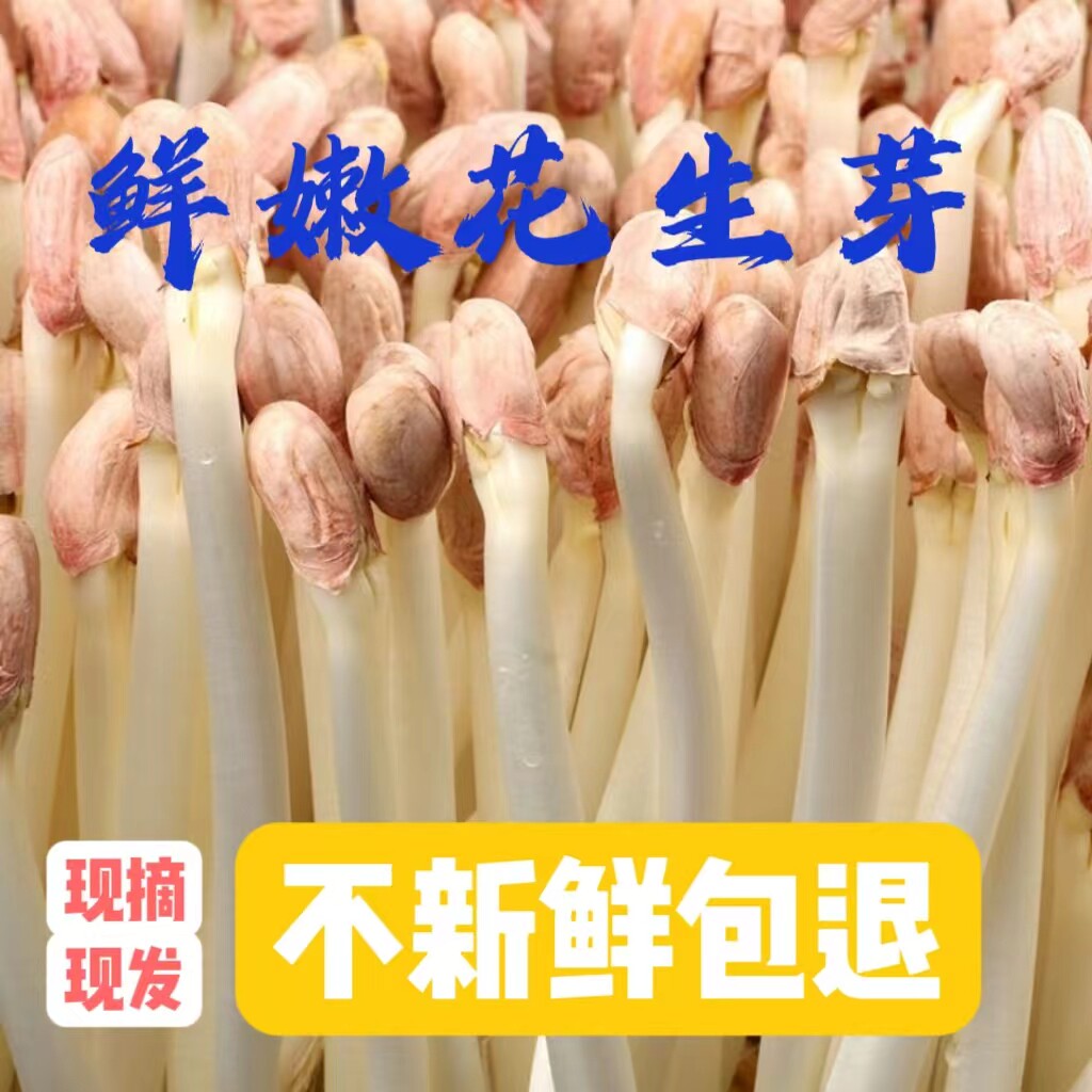 花生芽食用花生苗长寿芽苗菜现摘现发花生豆芽饭店商用现采现发