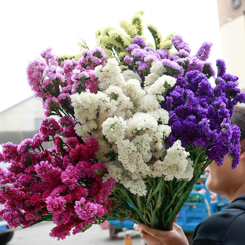 5Pcs/Lot Natural Dried  Flowers Forget-Me-Not Multi-Color Re
