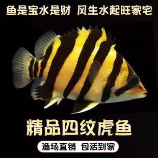 印尼虎鱼活鱼苏门答腊苏虎纯四纹杂纹练手虎鱼苗热带观赏鱼龙配