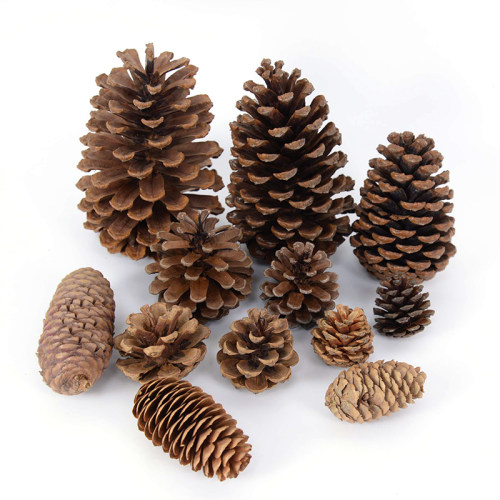 Natural Pine Nuts Fruit Fake Plant Pine Cone Flower Pineappl