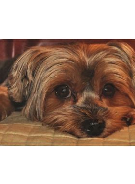 Yorkshire Terrier Yorkie Dog Front Door Mat Anti-Slip Quick