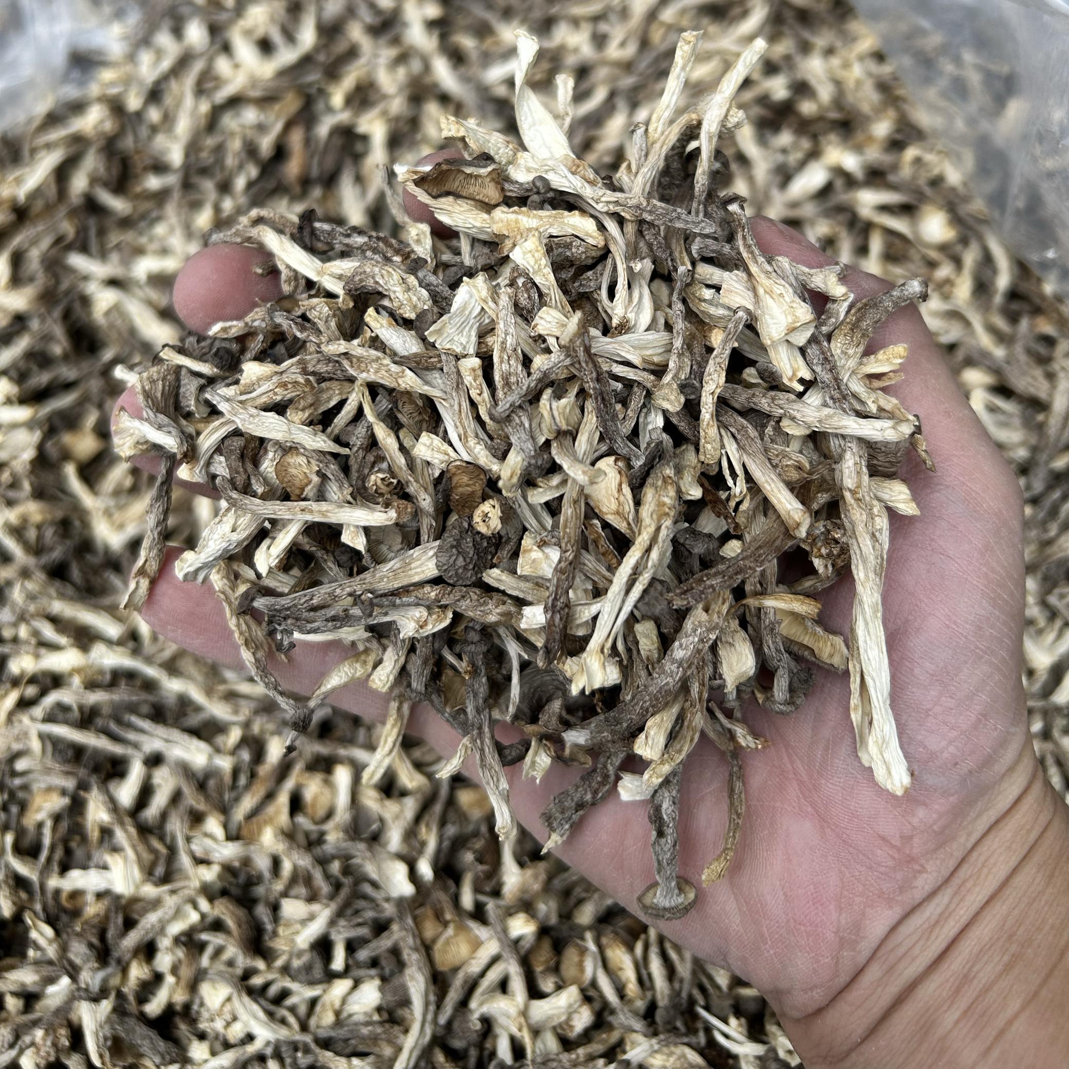 特小条鹿茸菇干货500g 商用小碎菇 炒肉干锅馅料干净无硫当季批发