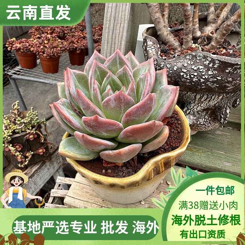 香槟 大单头周正多肉植物叶片肥厚 状态好 好养活净化空气庭院