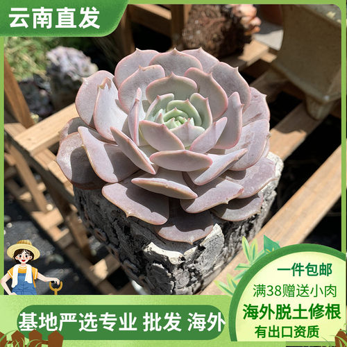 露娜莲景天科拟石莲属多肉植物单头周正颜色粉蝶仙仙精致创意绿植 - 封面
