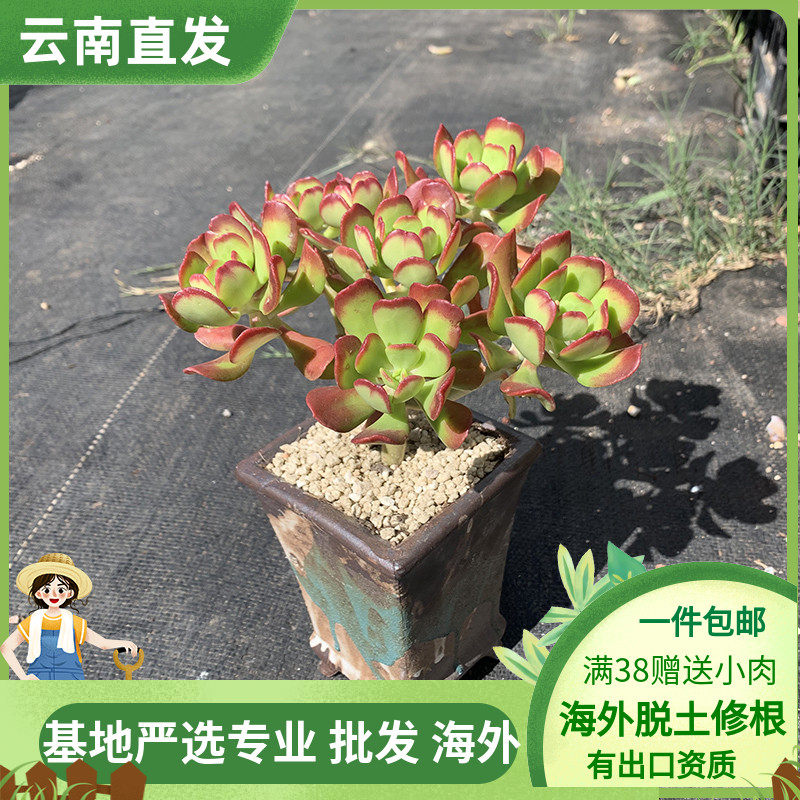 达摩宝珠多头高桩大群生老桩景天植物大颗好养颜色仙气阳台美盆栽