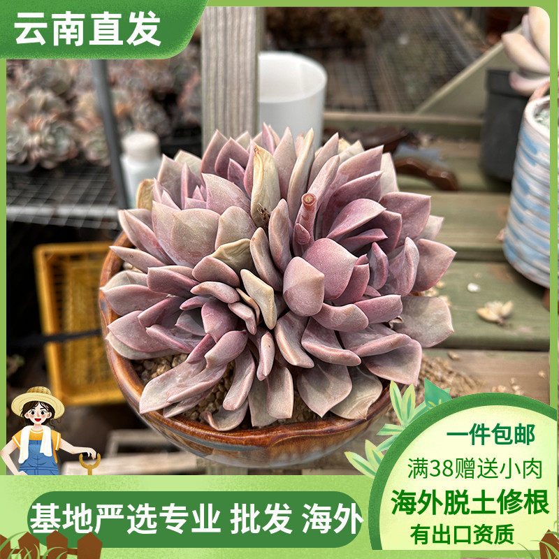 黛比12厘米盆多头整桩多肉植物粉色稀有品种创新盆栽花卉整桩老桩