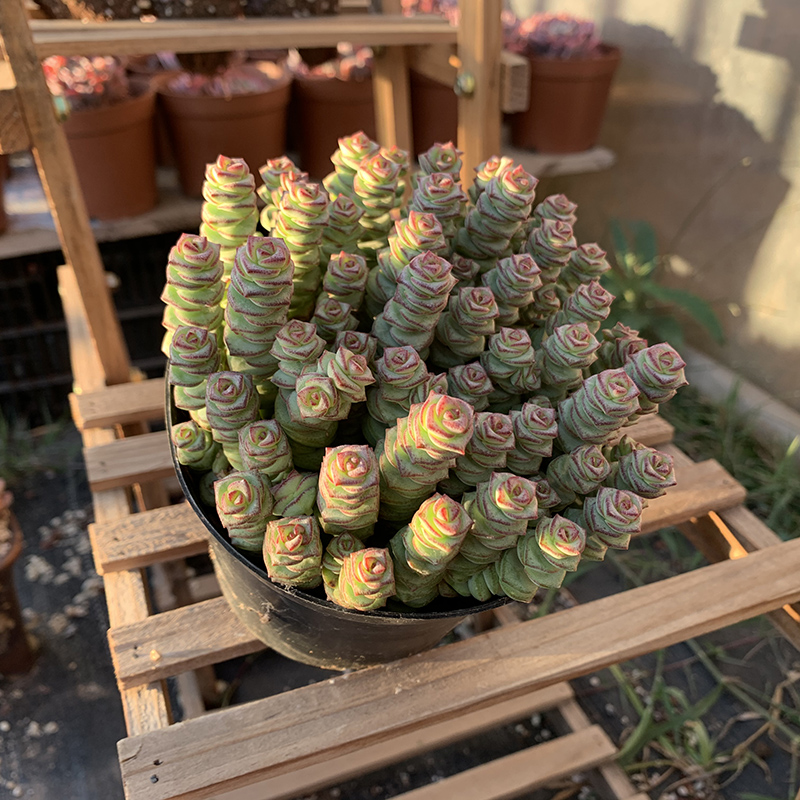 多肉植物青锁龙价格 多肉植物青锁龙图片 星期三 多肉植物青锁龙价格 多肉植物青锁龙图片 星期三