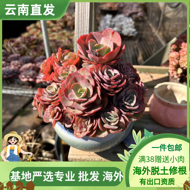 多肉植物绿植盆栽新品秀妍群生红色大棵形种花卉吸收甲醛创意送礼