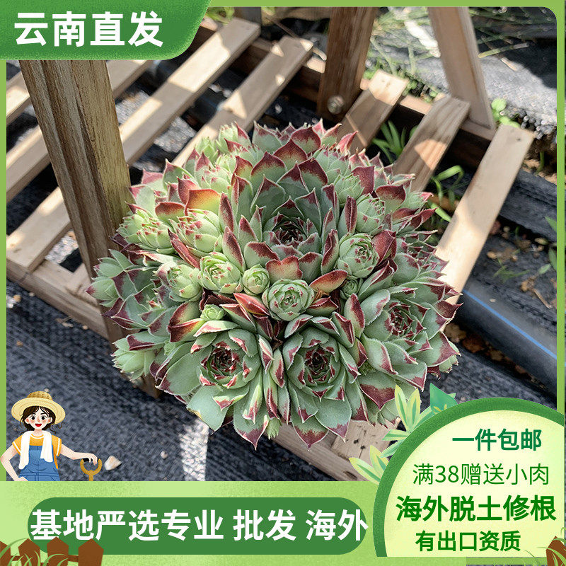 草莓卷娟铁观音绫绢盆满盆多头橘子球西瓜球长生草系列带盆土发货