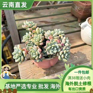 劳尔  韩系多头爆棚群生老桩飘枝多肉植物新手好养实物拍摄颜色好