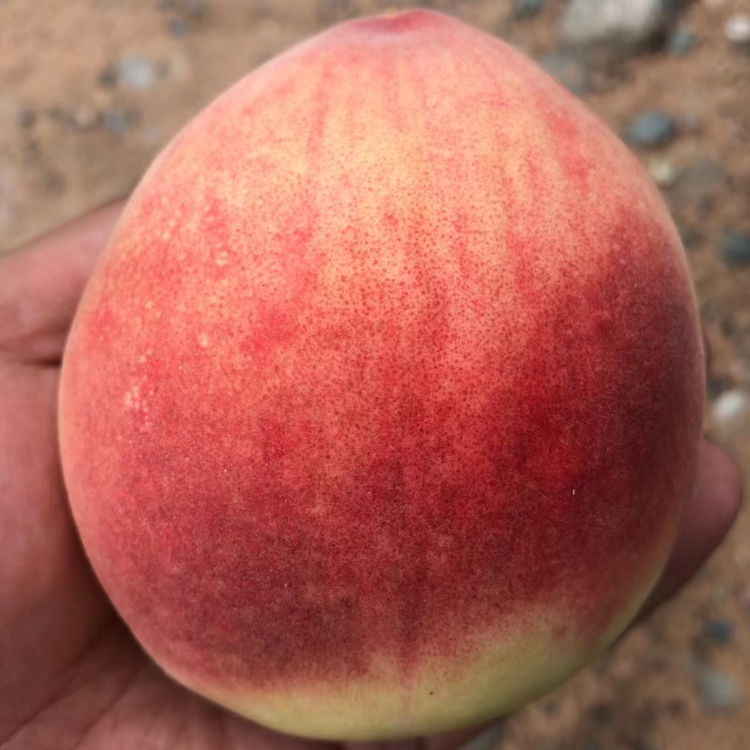 正宗兰州安宁离核桃北京7号水蜜桃毛桃新鲜应季高端水果顺丰空运