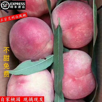 兰州安宁白凤桃水蜜桃子现摘现发