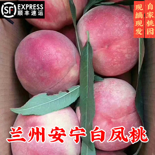 兰州安宁白凤桃水蜜桃子现摘现发