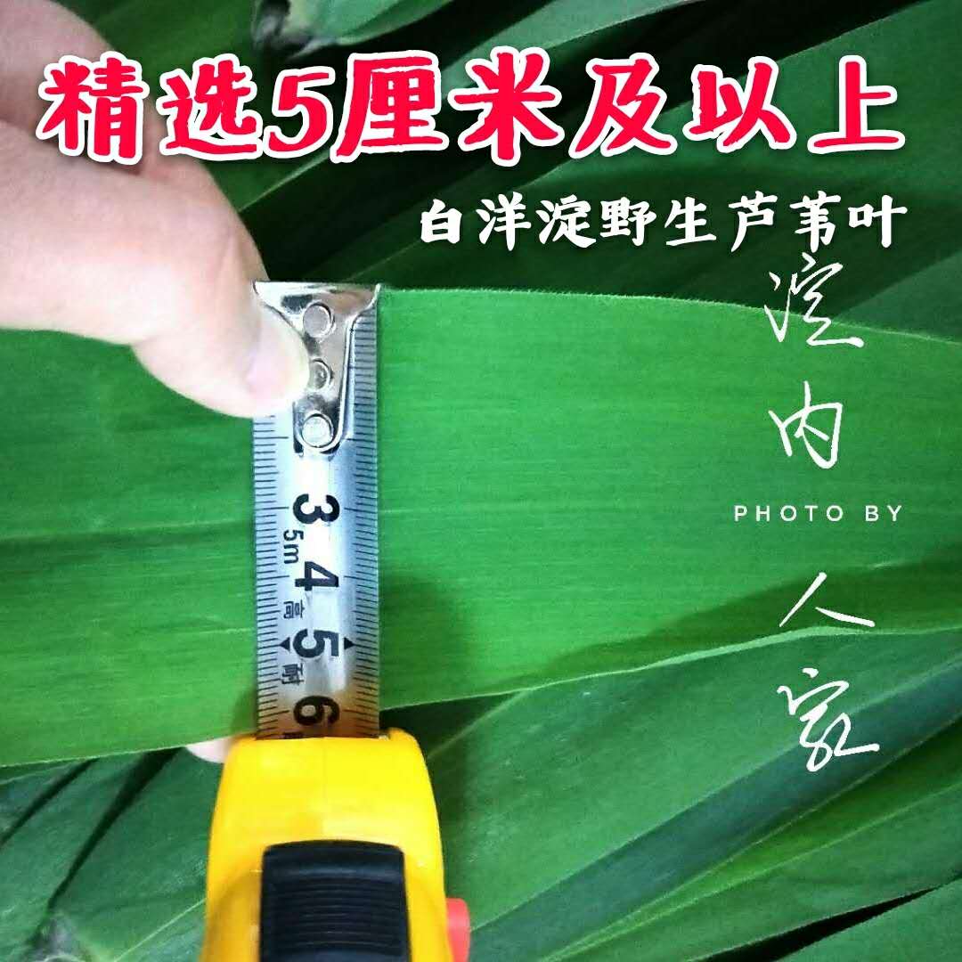 粽叶白洋淀芦苇叶大号粽子叶新鲜大5...