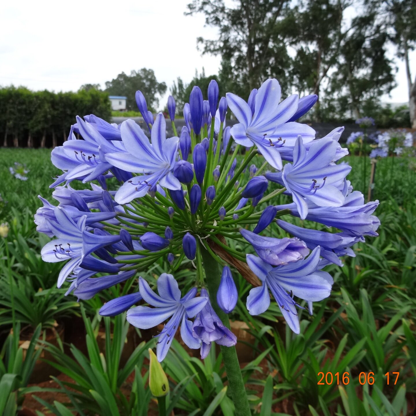 百子莲 爱情花 盆栽开花大苗庭院花卉 多年宿根花园植物蓝色花球