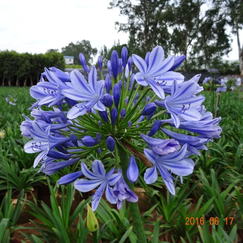 百子莲常绿庭院盆栽壮苗夏季开花