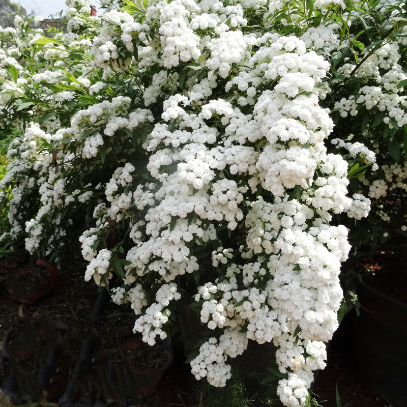重瓣小手球庭院盆栽纯白色带花苞春节开花多年生植物