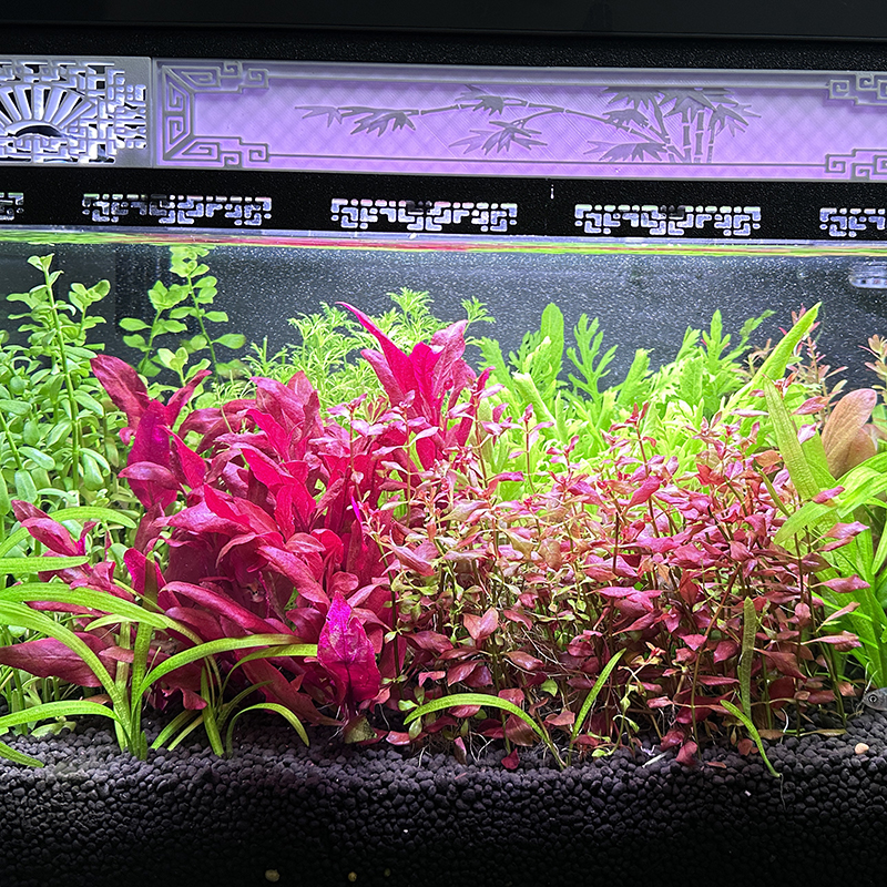 北海潮汐珊瑚灯全光谱LED水草灯