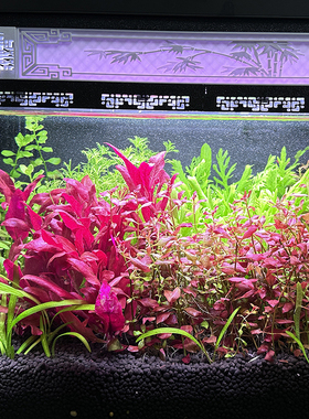 北海潮汐适配小米米家智能鱼缸水草灯全光谱植物生长灯LED防水灯