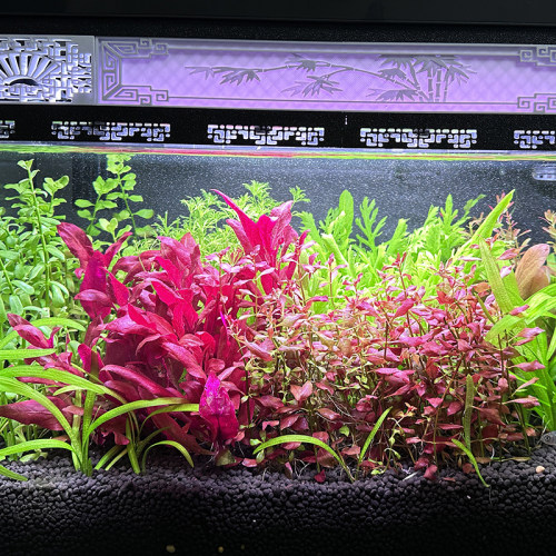 北海潮汐珊瑚灯全光谱LED水草灯