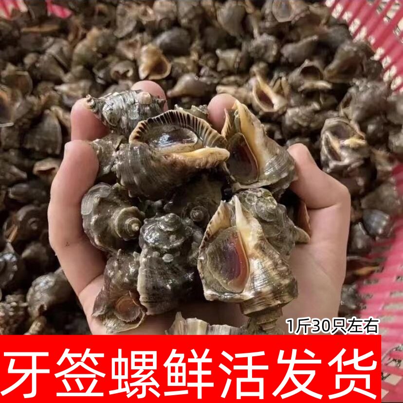 小海螺牙签螺4斤顺丰包邮
