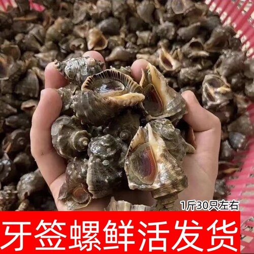 小海螺牙签螺4斤顺丰包邮