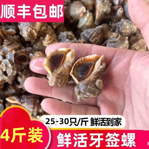 鲜活小海螺野生顺丰包邮