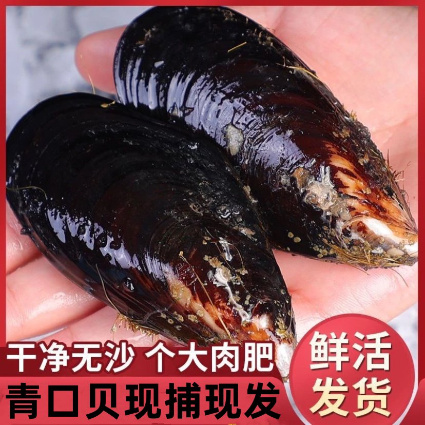 青口贝鲜活大号新鲜野生海虹