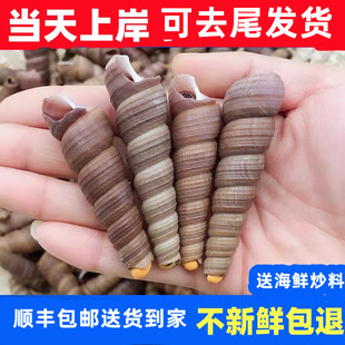 海鲜鲜活钉螺去尾钉螺海螺野生钉螺海螺丝水产贝类3斤顺丰包邮