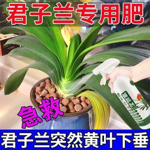 磷酸二氢钾肥料花卉专用君子兰催箭剂防黄防秧花费营养液黄叶催绿