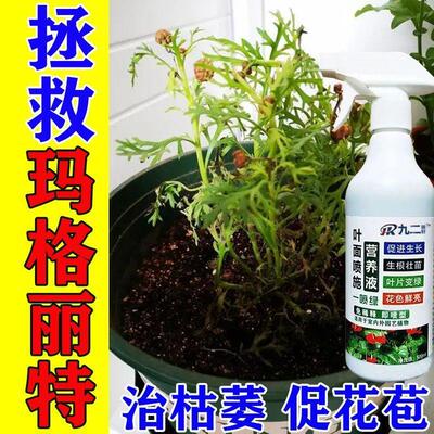 玛格丽特专用液体肥催花