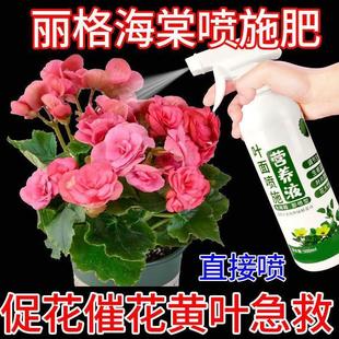 磷酸二氢钾肥料花卉专用丽格海棠专用营养液500ml促花催花防黄叶