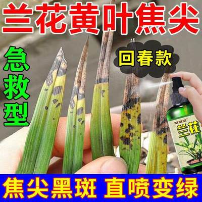 适合各种花的营养液兰花黄叶专用营养液兰花黄叶长黑斑花肥水溶性