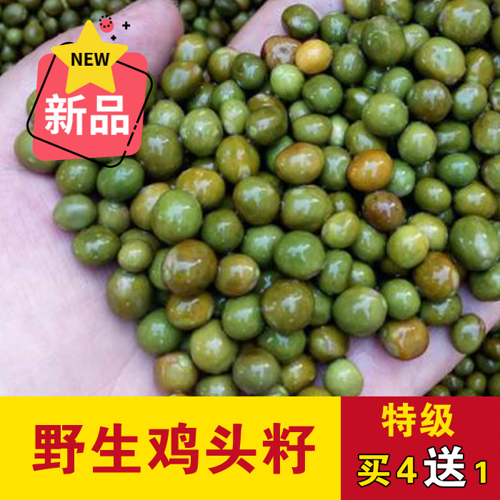 2023新鲜野生鸡头籽带壳打磨河南信阳特产固始鸡头米芡实特级500g