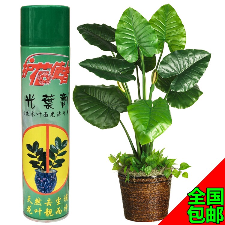 花卉植物叶面光亮剂 亮叶剂 使植物叶片洁净亮丽光亮防尘600毫升