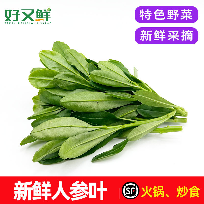 新鲜人参叶人参苗菜农家现摘特色食用野菜农庄酒楼上汤火锅菜包邮