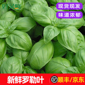新鲜甜罗勒叶披萨草可食用西餐调味香菜青酱材料非九层塔顺丰 包邮