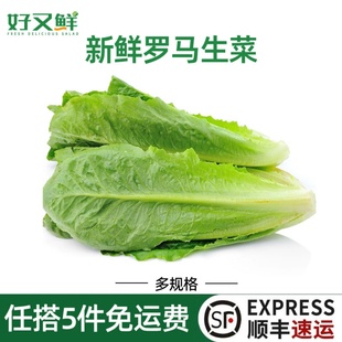 罗马生菜新鲜罗纹生菜健身蔬菜西餐沙拉菜食材洗净即食蔬菜非包罗