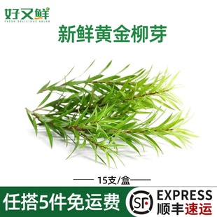 新鲜黄金柳芽黄松西餐摆盘日料烘培蛋糕装饰点缀花草香松柳牙叶子