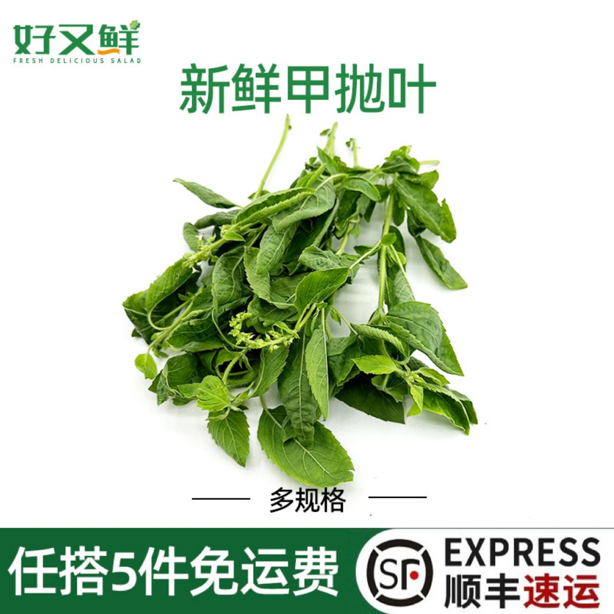 新鲜甲抛叶打抛叶泰式打抛饭香料