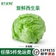 西生菜新鲜球生菜圆生菜汉堡包肉蔬菜清洗即食轻食西餐沙拉菜食材