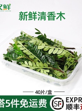 清香木新鲜香叶子胡椒木日料西餐酒店摆盘烘培蛋糕用点缀装饰叶子