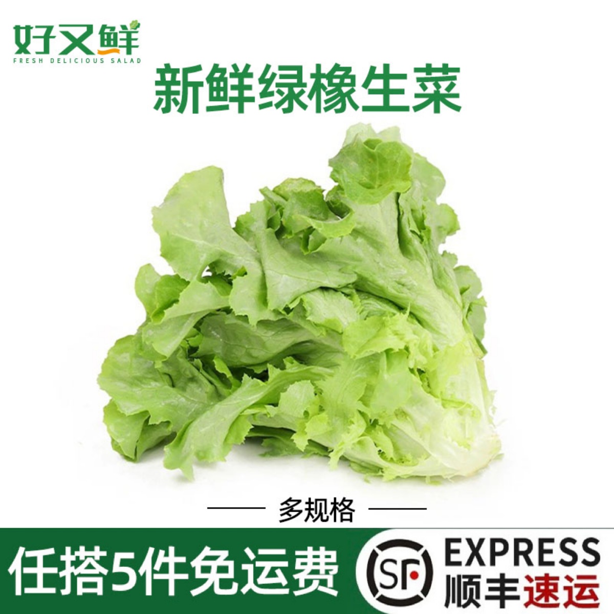 绿橡生菜新鲜绿像叶意大利嫩绿叶西餐厅轻食健身食材特色沙拉蔬菜