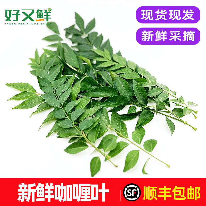 新鲜咖喱叶九里香调味增香食用调料菜炒饭中泰餐厅食材香料菜包邮
