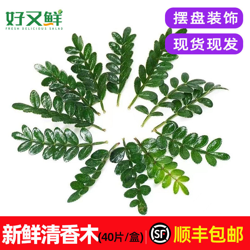 清香木新鲜胡椒木香叶子西餐酒店摆盘甜品蛋糕点缀装饰鲜花草包邮