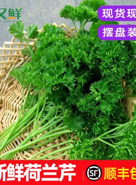 新鲜荷兰芹包邮法香菜摆盘装饰菜